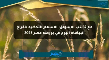 مع تذبذب الأسواق: الأسعار اللحظية للفراخ البيضاء اليوم في بورصة مصر 2025